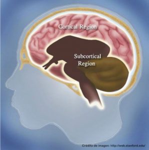 imagen cerebro parkinson